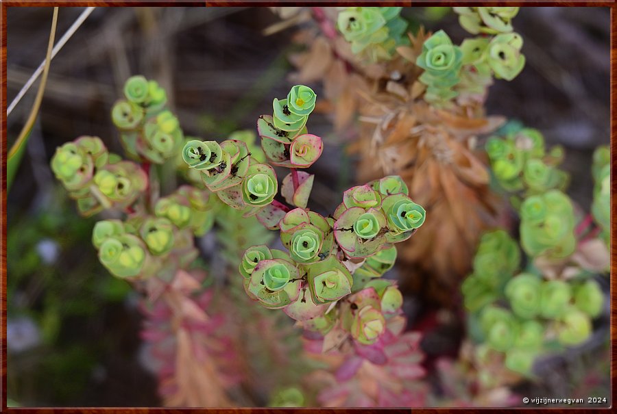 

Bay of Islands Coastal Park 
Sandy Cove
Zeewolfsmelk (euphorbia)  -  26/39