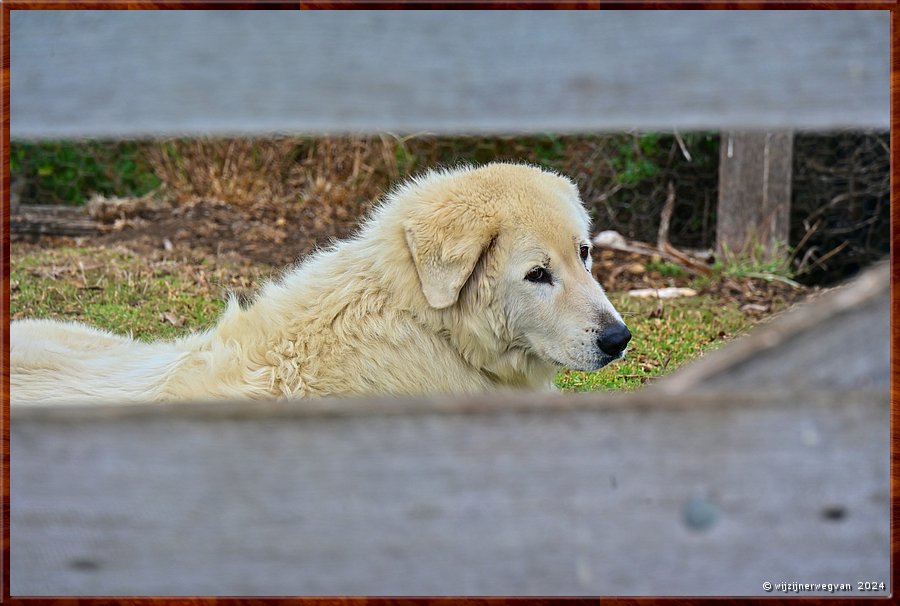 

Warrnambool
Flagstaff Hill Maritime Village

Oddball is een Maremma berghond. 
Deze honden bewaken de pinguns op Middle Island, 
die voorheen werden aangevallen door vossen.  -  19/110