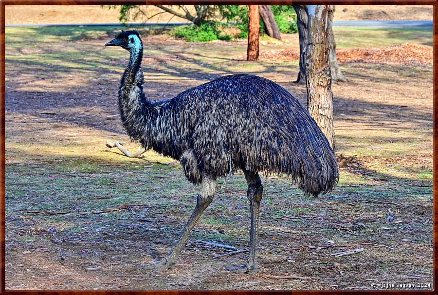 

Tower Hill, 
Tower Hill Wildlife Reserve
Lava Tongue Boardwalk  -  19/36