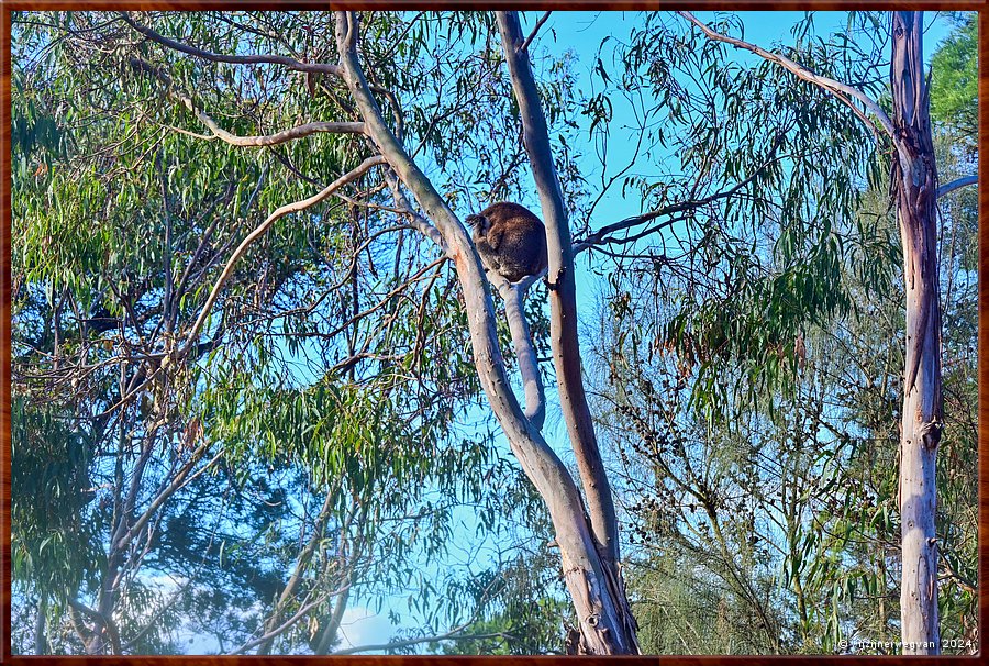 

Tower Hill, 
Tower Hill Wildlife Reserve
Lava Tongue Boardwalk
Koala in eucalpytus  -  21/36