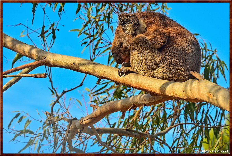 

Tower Hill, 
Tower Hill Wildlife Reserve
Lava Tongue Boardwalk
Wilde koala  -  22/36