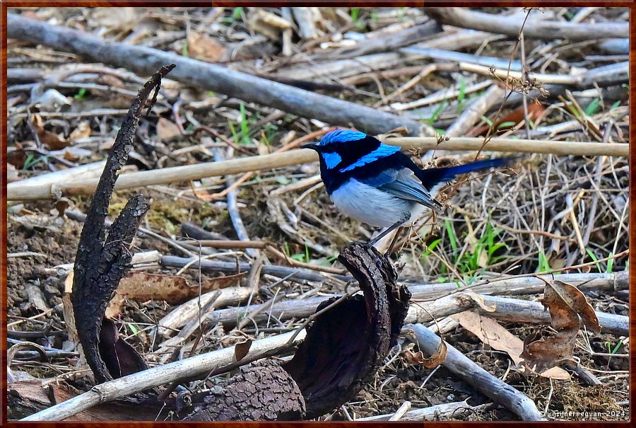 

Tower Hill, Tower Hill Wildlife Reserve
Lava Tongue Boardwalk
Superb Fariy Wren (ornaatelfje)

Een zangvogel uit de familie van de Elfjes.  
Bijzonder is dat de mannetjes zingen voor hun eieren. 
Ongeboren kuikens leren zo een unieke code, die fungeert als wachtwoord. 
De ouders weten daarmee wie wel en wie niet hun kuiken is.  -  24/36