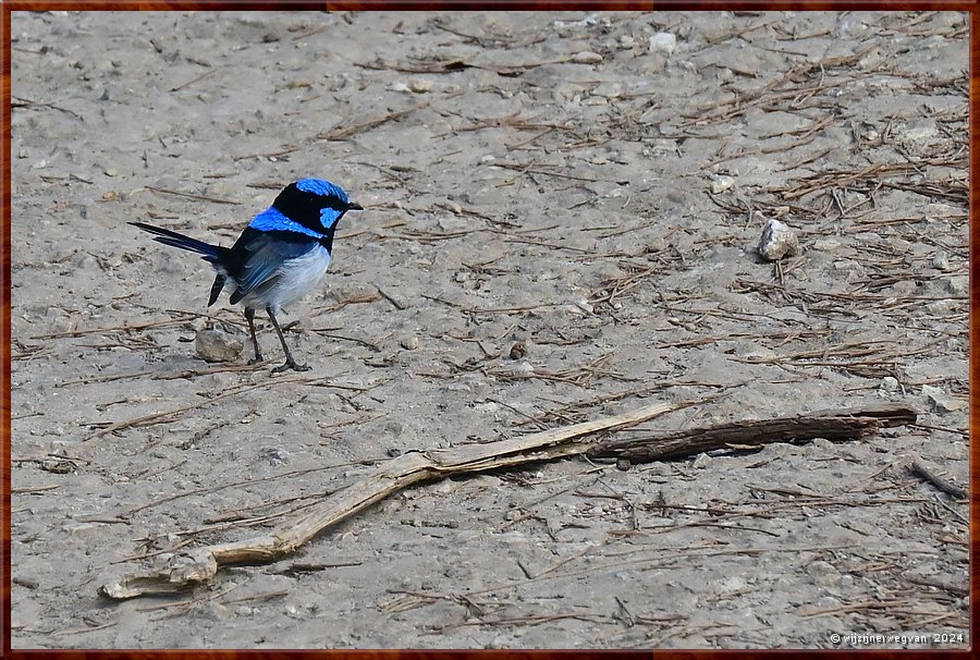 

Tower Hill, Tower Hill Wildlife Reserve
Lava Tongue Boardwalk
Superb Fariy Wren (ornaatelfje)
Tralala lalala ... deksels, wat was die code ook alweer ...  -  25/36