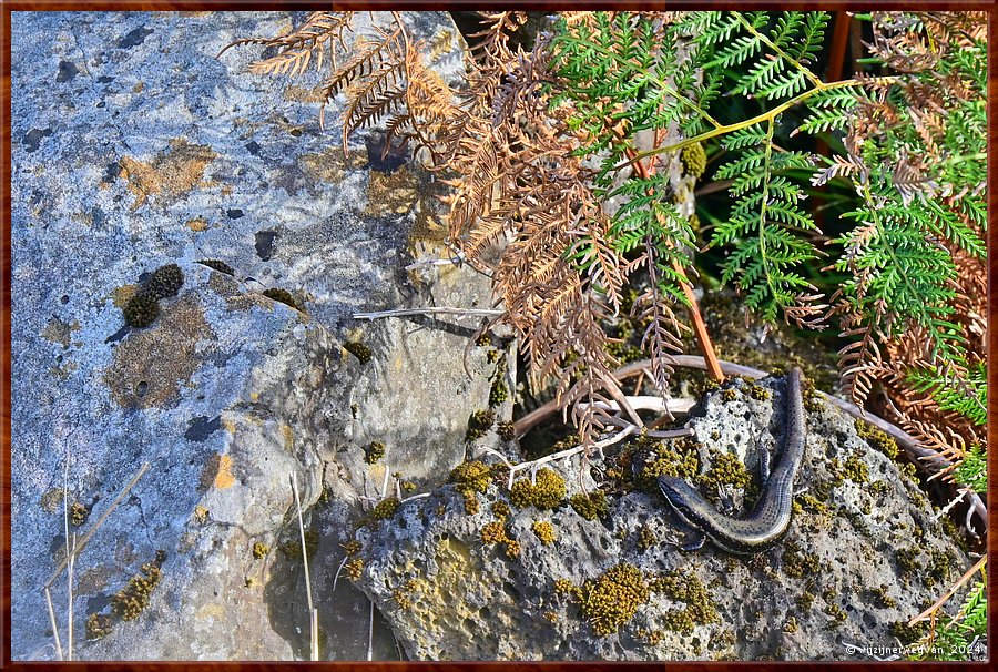 

Tower Hill, Tower Hill Wildlife Reserve 
Lava Tongue Boardwalk
'Southern Water Skink'
Een hagedis met een lange staart, 
handig als roer in het water, handig voor balans op het land  -  26/36