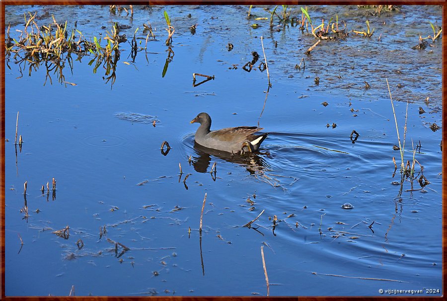 

Tower Hill, 
Tower Hill Wildlife Reserve
Lava Tongue Boardwalk
Who's that duck? It's the Dusky Moorhen (zwarte waterhoen)  -  29/36