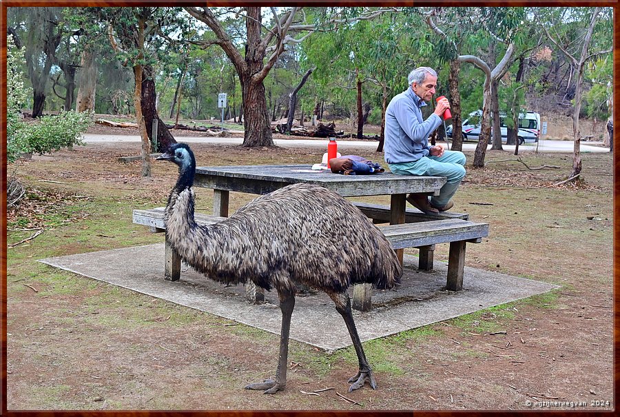 

Tower Hill
Tower Hill Wildlife Reserve
De emoe wil wel delen in onze koffiekoekjes ...  -  30/36