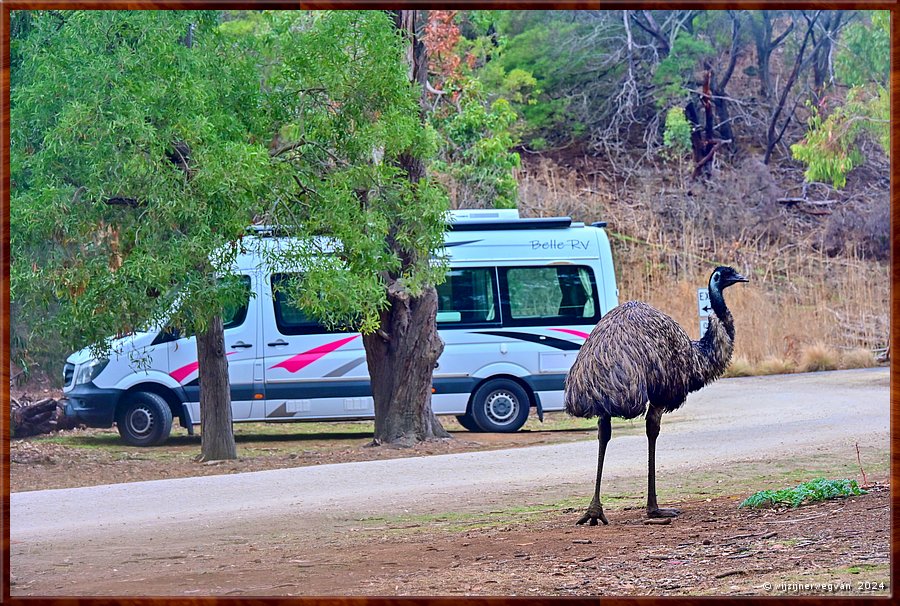 

Tower Hill
Tower Hill Wildlife Reserve
Mwah ... melige koekjes ...  -  33/36