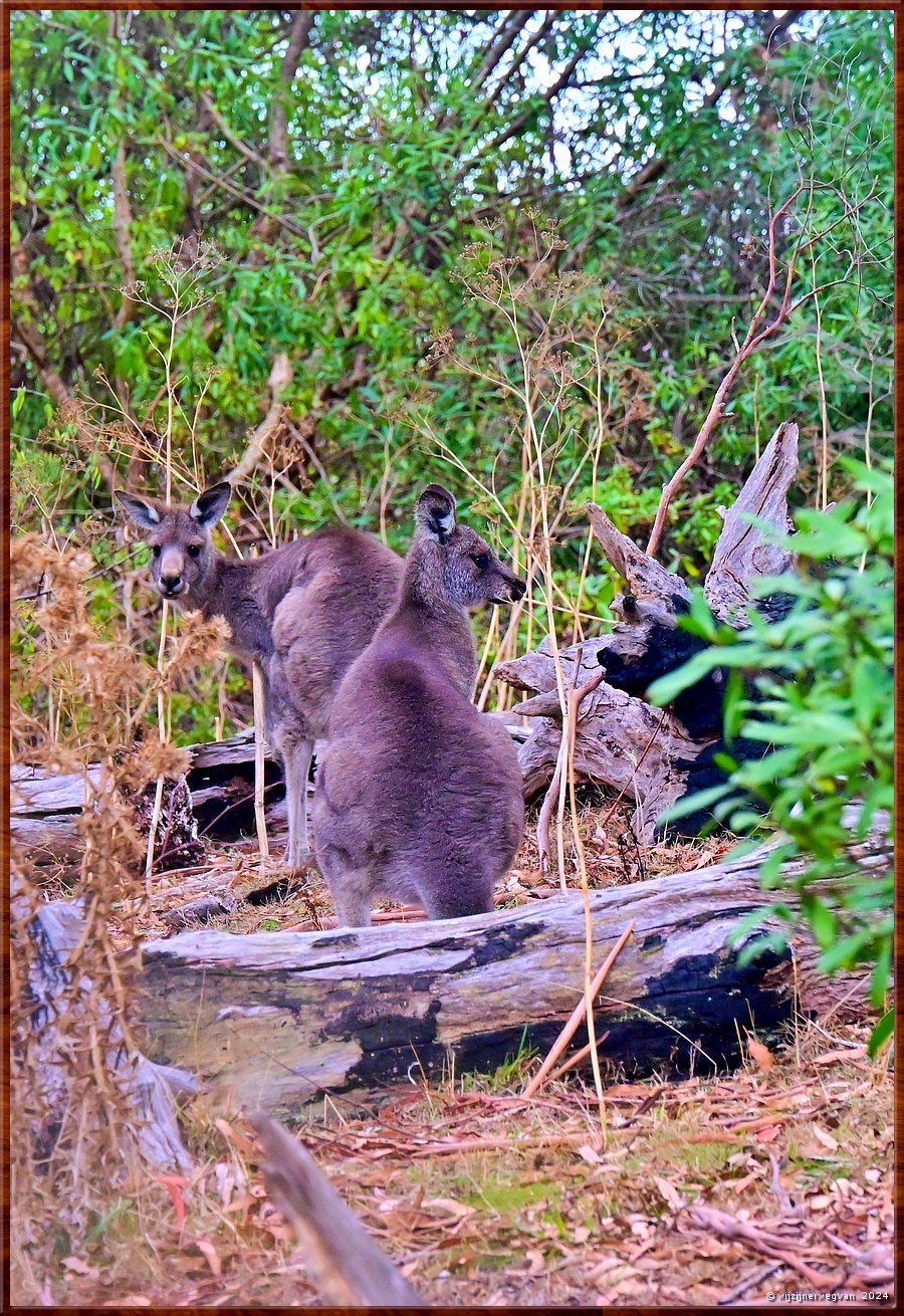 

Tower Hill
Tower Hill Wildlife Reserve
Reuzenkangoeroes (eastern grey kangaroos)  -  34/36