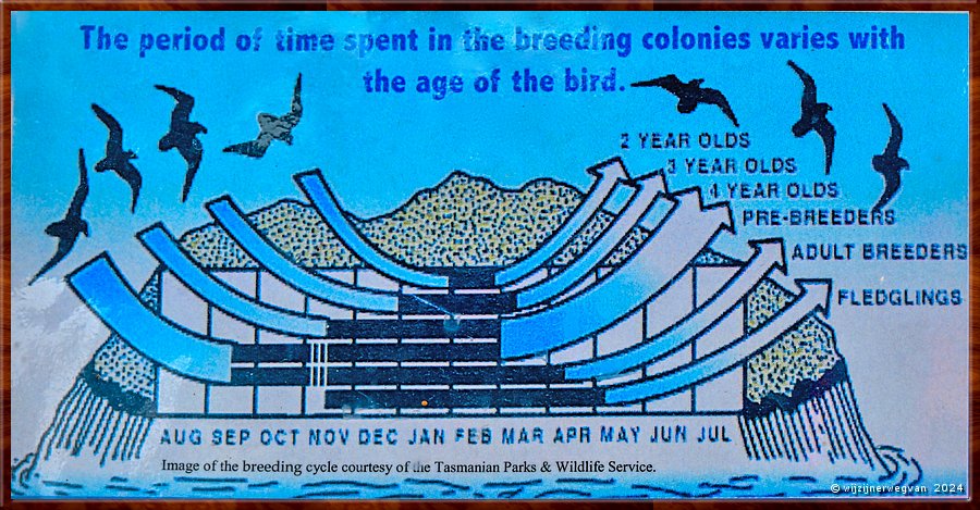 

Port Fairy
Griffiths Island
Hier is het zomerverblijf van de muttonbirds (pijlstormvogels), 
die de winter doorbrengen in Alaska. 
Ze broeden hier, de ouders vertrekken na drie maanden. en laten de jongen achter.  -  4/40