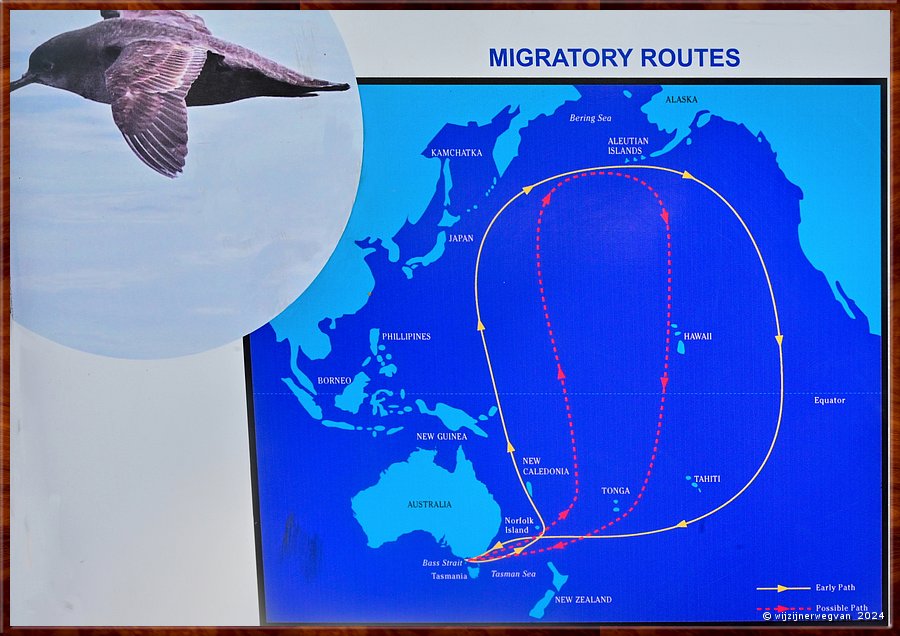 

Port Fairy
Griffiths Island
De jonge vogels krijgen uiteindelijk honger, 
en na twee weken vliegen ze zelf de 15.000 km naar Alaska. 
Hoe kan het ....  -  5/40