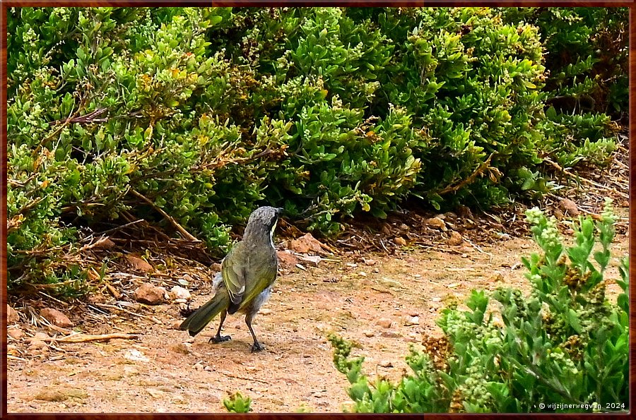 

Port Fairy
Griffiths Island
Singing honeyeater (fluithoningeter)  -  13/40