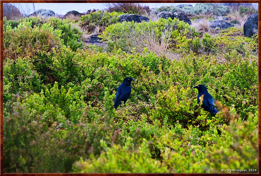 

Port Fairy
Griffiths Island
Australian Raven  -  14/40