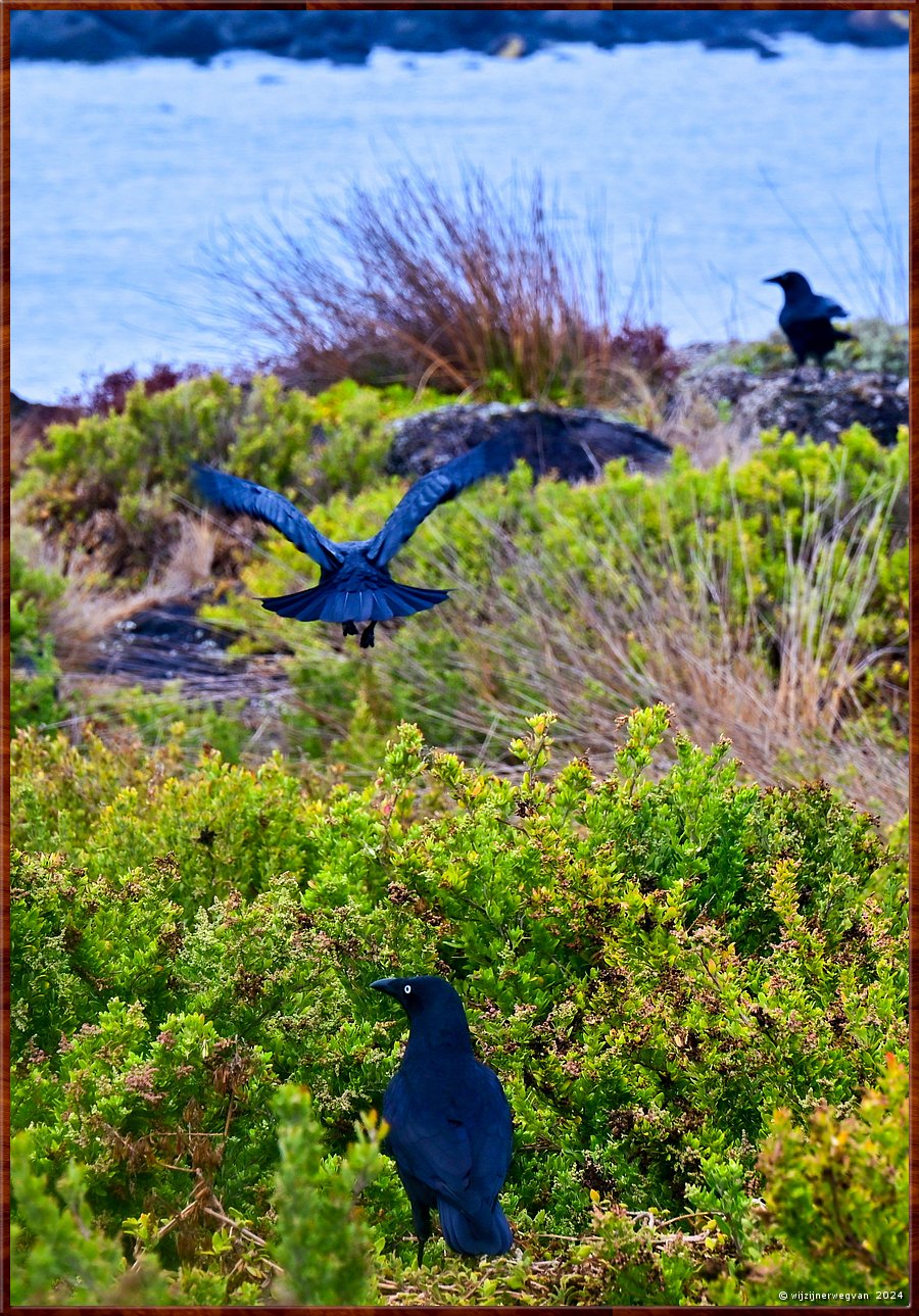 

Port Fairy
Griffiths Island
Australian Raven  -  15/40