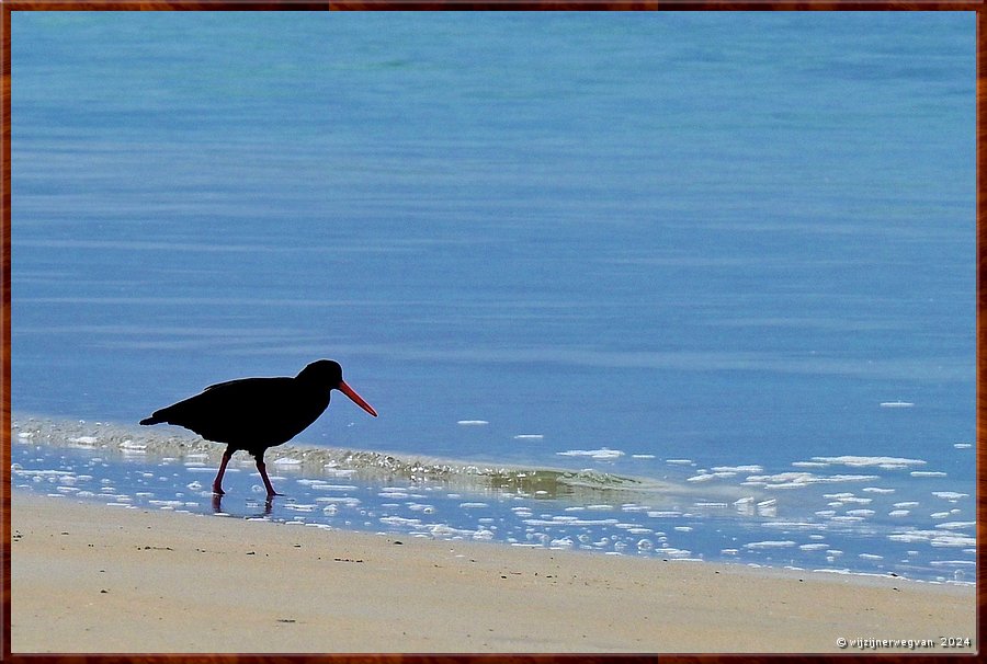 

Port Fairy
Griffiths Island
Sooty Oystercatcher (Australische zwarte scholekster) struint door de branding  -  17/40