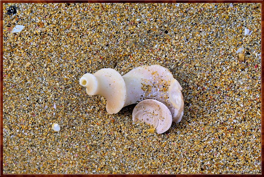 

Port Fairy
Griffiths Island
Altijd verrassend, wandelen langs zee  -  19/40