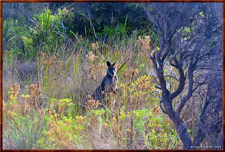 

Port Fairy
Griffiths Island
Black Wallaby (Swamp Wallaby)  -  30/40