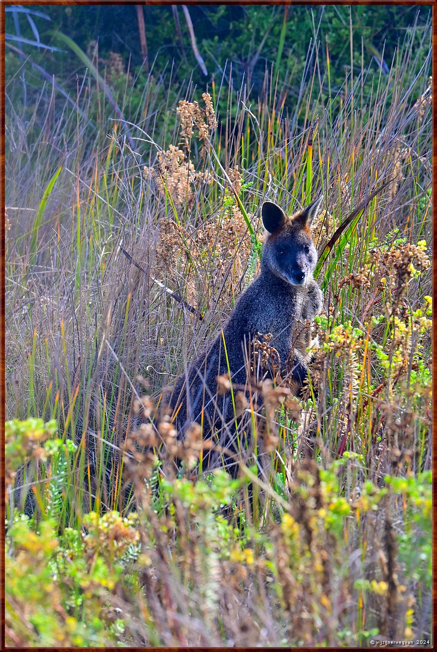 

Port Fairy
Griffiths Island
Black Wallaby (Swamp Wallaby)  -  31/40