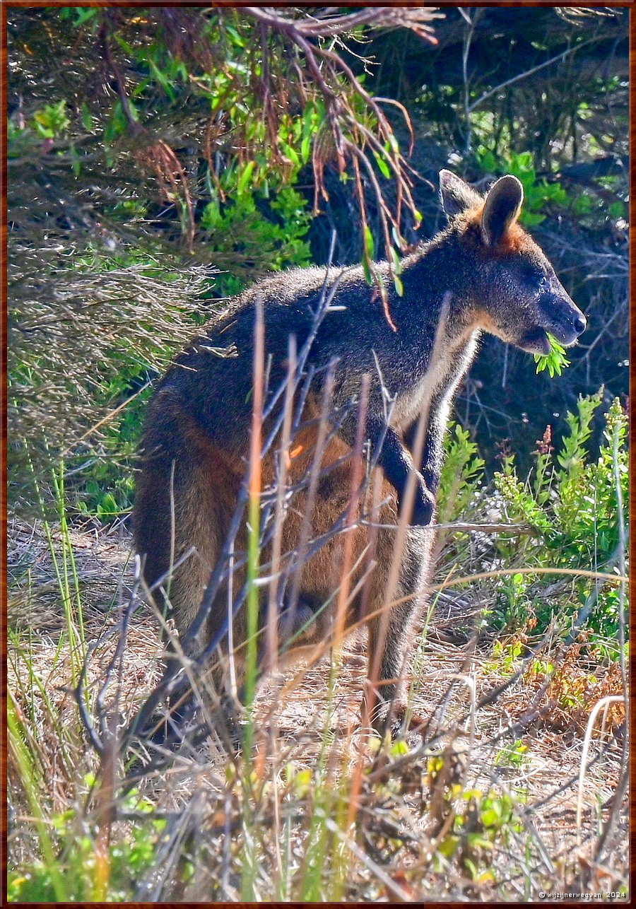 

Port Fairy
Griffiths Island
Black Wallaby (Swamp Wallaby)  -  32/40