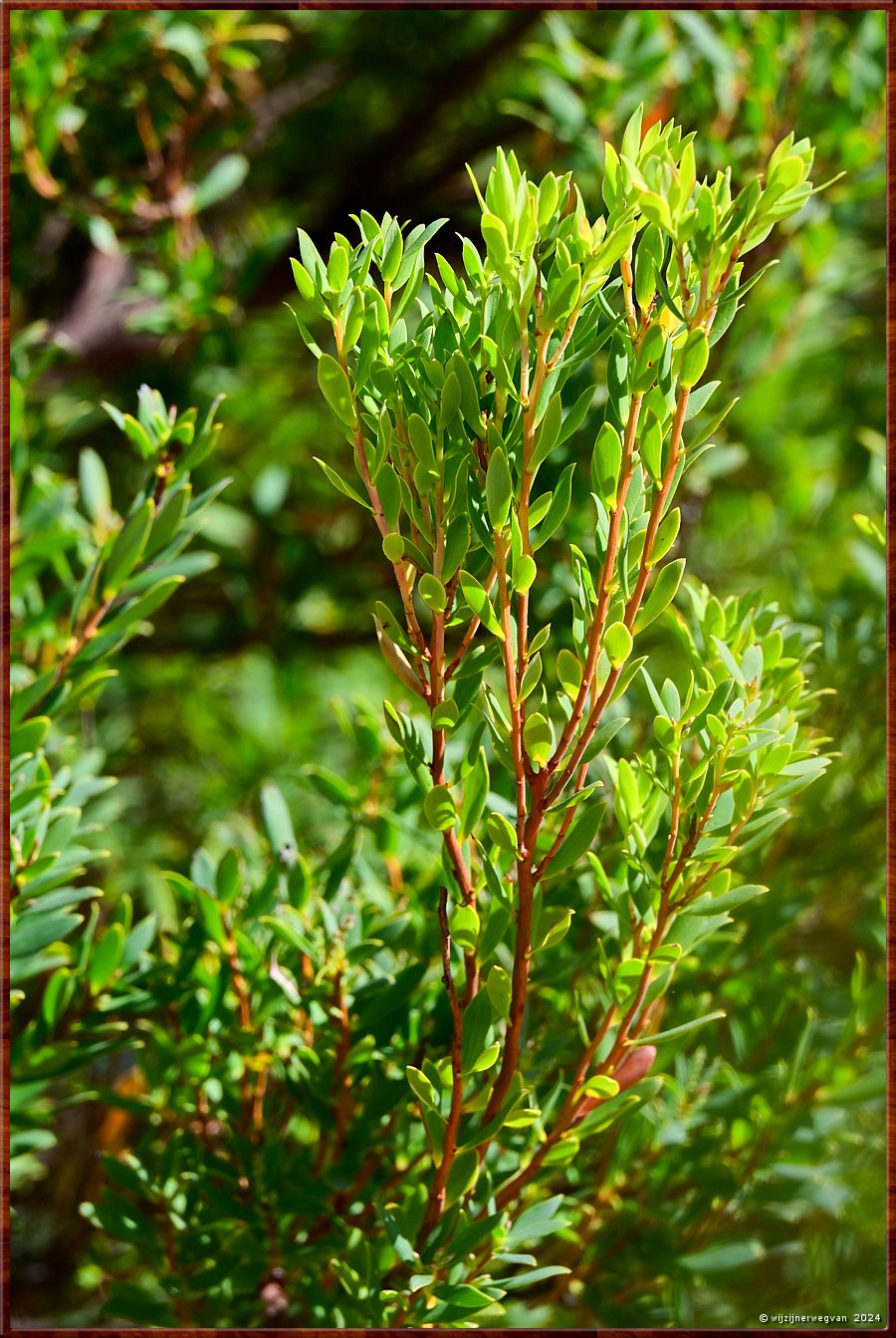 

Port Fairy
Griffiths Island
Dit staat op het menu van de zwarte wallabies  -  33/40