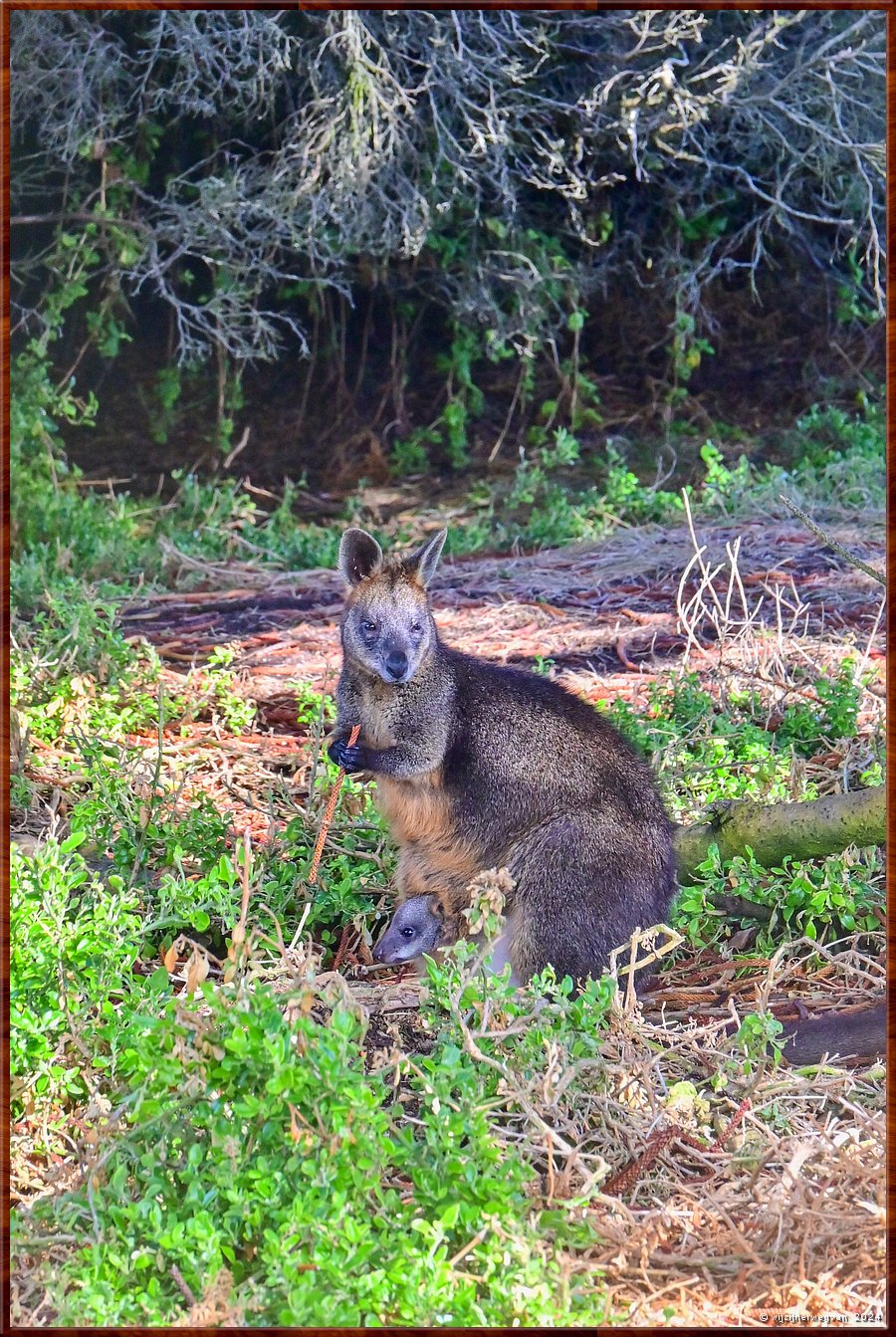 

Port Fairy
Griffiths Island
Black Wallaby met kleintje in de buidel !  -  34/40