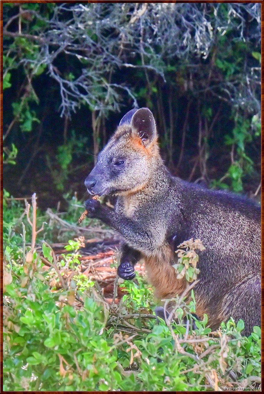 

Port Fairy
Griffiths Island
Black Wallaby (Swamp Wallaby)  -  35/40