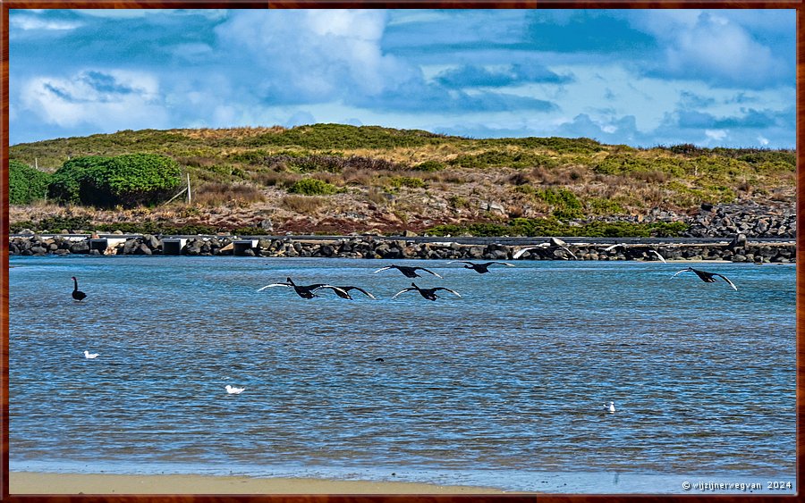 

Port Fairy
Griffiths Island
Zwarte zwanen zwerm  -  37/40