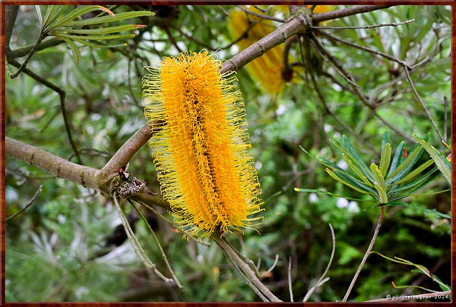 

Portland
Portland Botanical Gardens
Banksia media  -  9/33