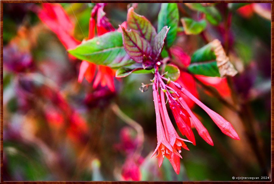 

Portland
Portland Botanical Gardens
Honeysuckle fuchsia  -  10/33