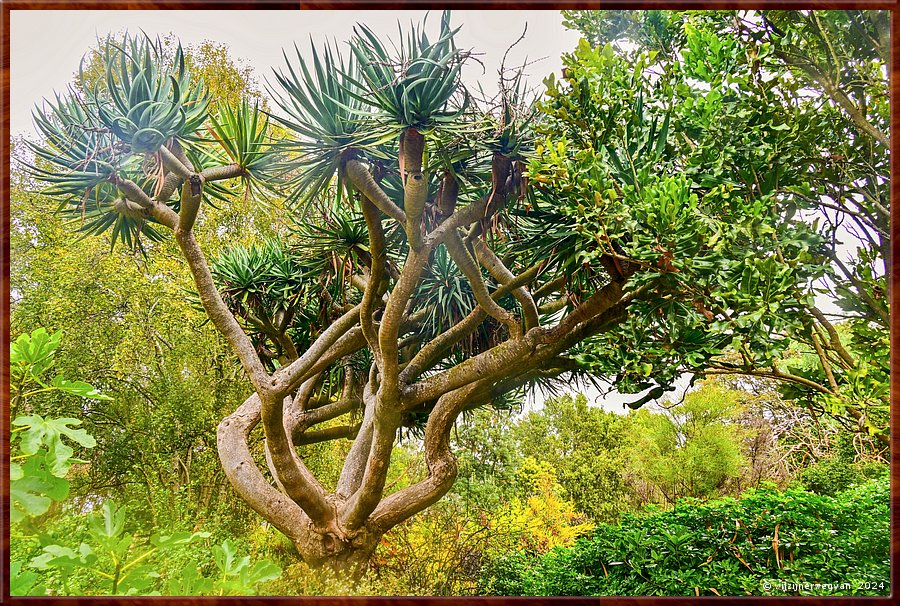 

Portland
Portland Botanical Gardens
Drakenbloedboom (dragon tree)  -  11/33