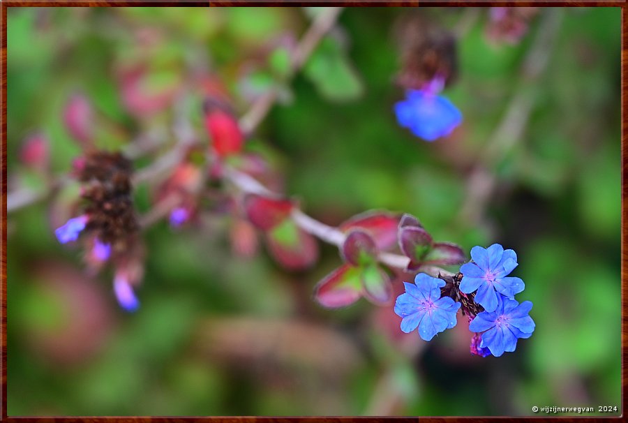 

Portland
Portland Botanical Gardens
Chinese plumbago  -  12/33