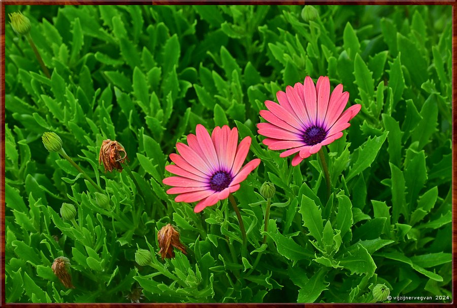 

Portland
P\ortland Botanical Gardens
Spaanse margriet  -  13/33