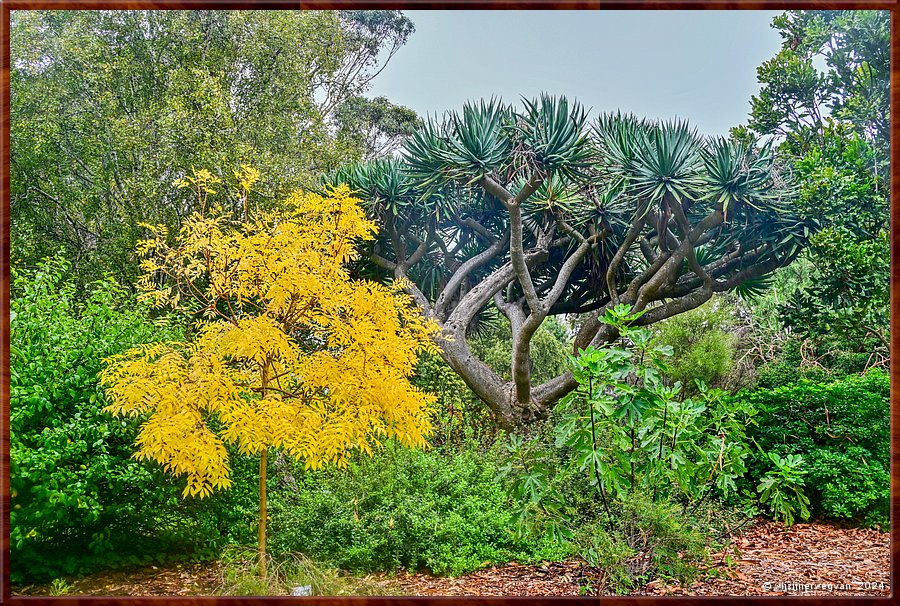 

Portland
Portland Botanical Gardens
Chinese pistache en Dragon tree  -  14/33