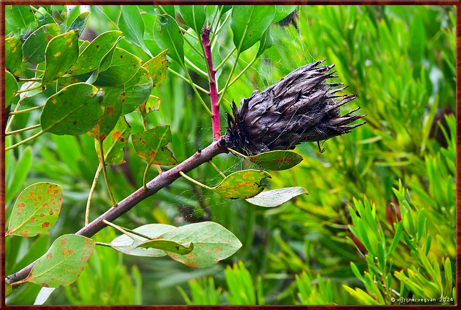 

Portland
Portland Botanical Gardens
Protea  -  15/33