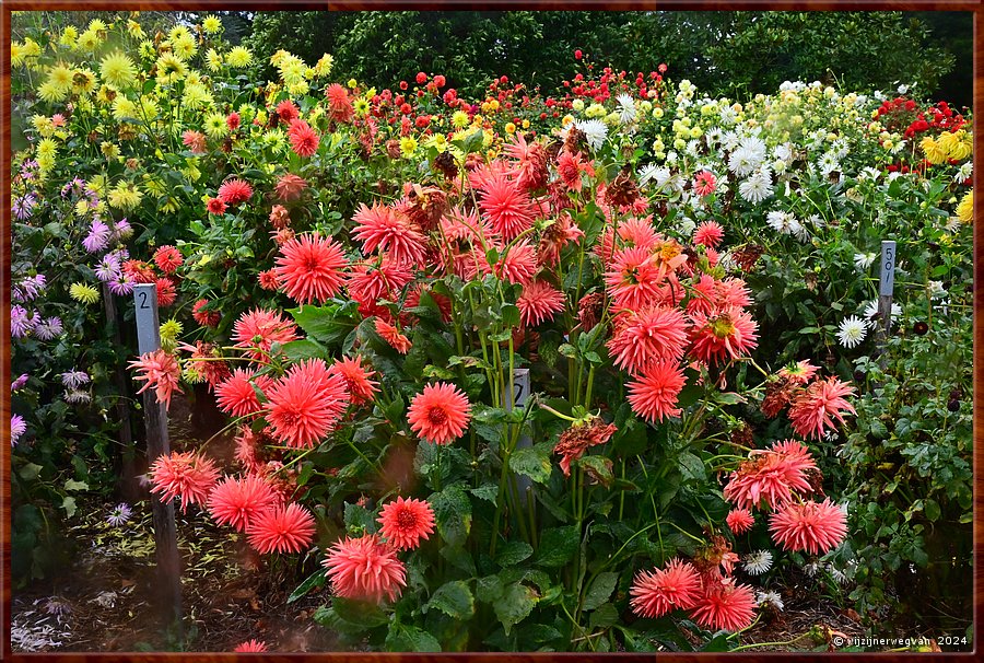 

Portland
Portland Botanical Gardens
De dahlia perken werden al aangelegd in 1885  -  21/33