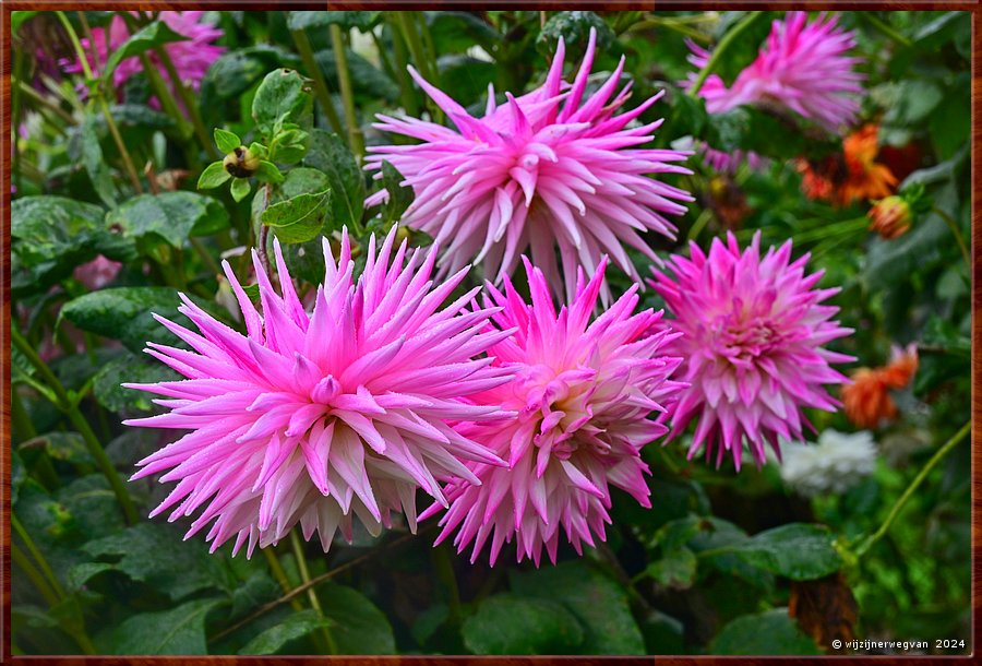 

Portland
Portland Botanical Gardens
Winkie Carnival, dahlia  -  22/33