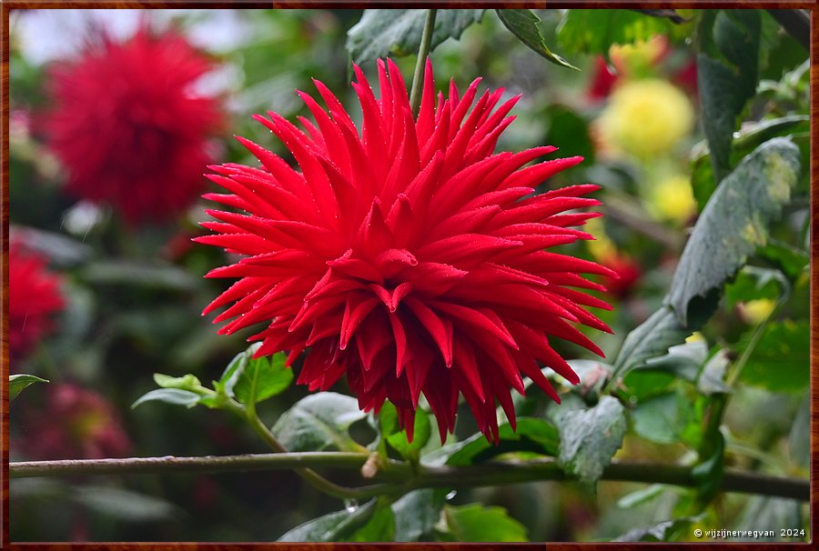 

Portland
Portland Botanical Gardens
Laurie Ritchie, dahlia  -  23/33