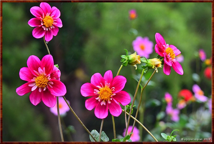 

Portland
Portland Botanical Gardens
Coccinea, dahlia
ook wel Scarlet dahlia  -  24/33