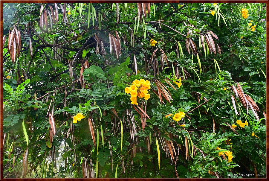 

Portland
Portland Botanical Gardens
Yellow Trumpet Biush (tecoma stans)  -  25/33