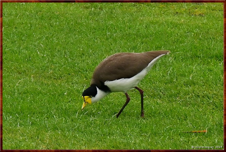 

Portland
Lee Breakwater road
Gemaskerde kievit (masked lapwing)  -  28/33