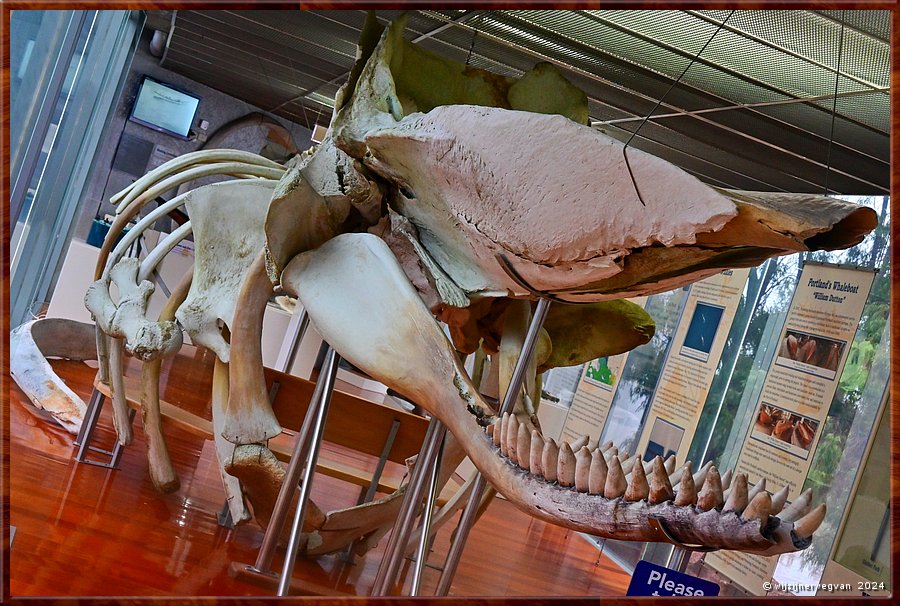 

Portland
Maritime Discovery Centre
Potvis (sperm whale)
Skelet lengte 14 meter  -  30/33