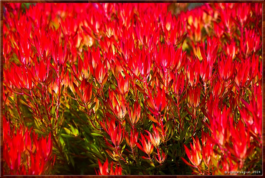 

Portland
Foreshore
Conebush (leucadendron)  -  2/41