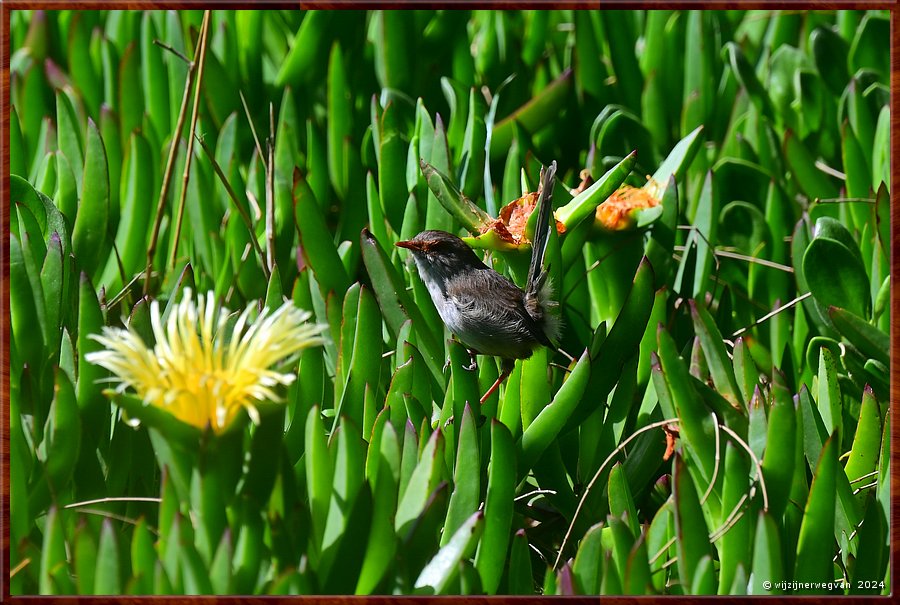 

Portland
Bentinck street
Willie Wagtail tussen Hottentotvijgen  -  5/41