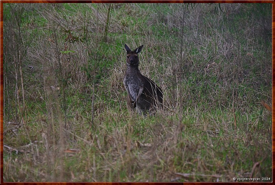 

Portland
Graham Husson Fauna Park
Brown Wallaby  -  25/41