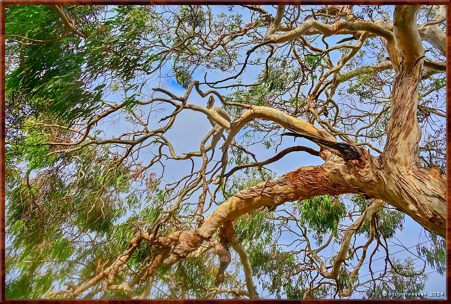 

Portland
Graham Husson Fauna Park
Gum tree  -  26/41