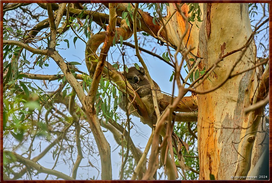 

Portland
Graham Husson Fauna Park
Dommelende koala  -  27/41