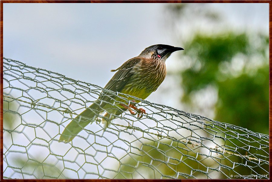 

Portland
Graham Husson Fauna Park
Roodlelhoningeter (red wattlebird)
Roodlelhoningeter, is ook de titel van een lied van Drs P over de dierentuin  -  28/41