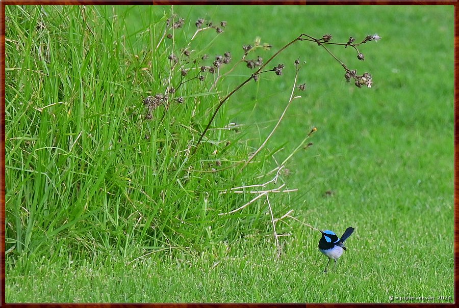 

Portland
Fawthrop Lagoon Park
Splendid fairy wren (ornaatelfje)
Een populaire vogel in Australi. 
Zijn beeltenis siert menig kleinood, koffiekopje en keukenlinnen.  -  30/41