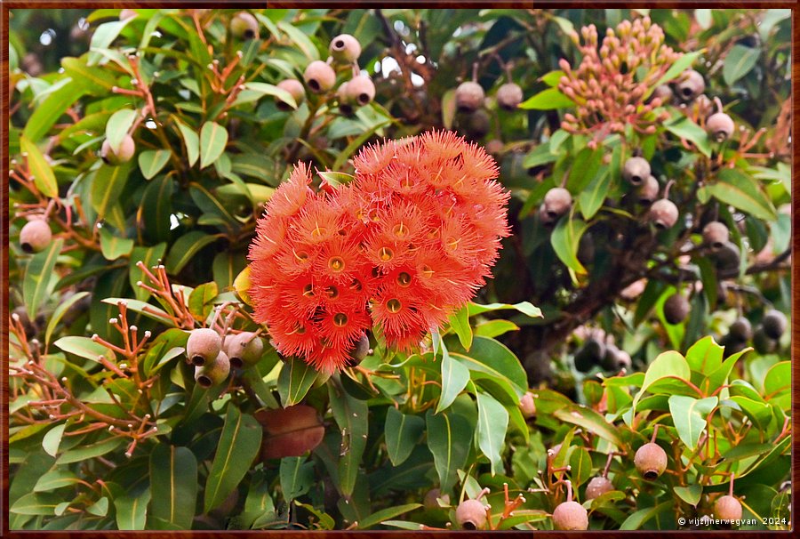 

Portland
Fawthrop Lagoon Park
Red Flowering Gum (corymbia fcifiolia)  -  35/41