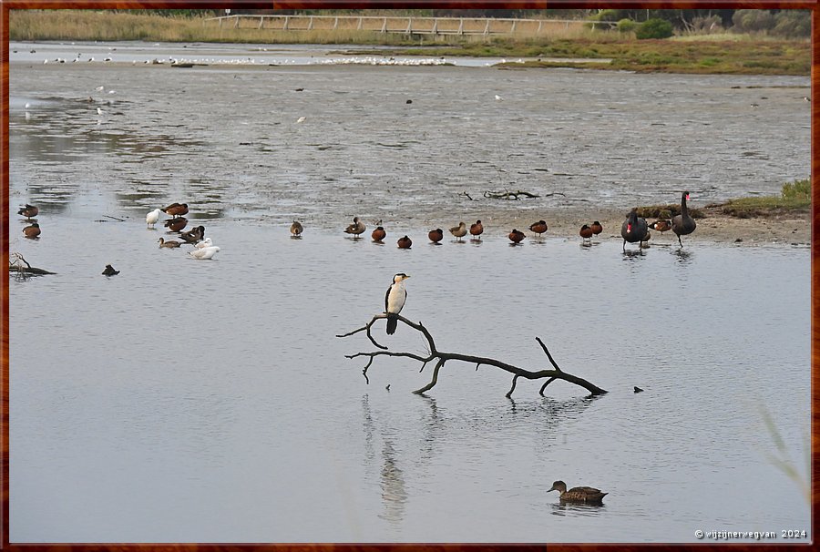 

Portland
Fawthrop Lagoon Park
Kleine bonte aalscholver  -  37/41