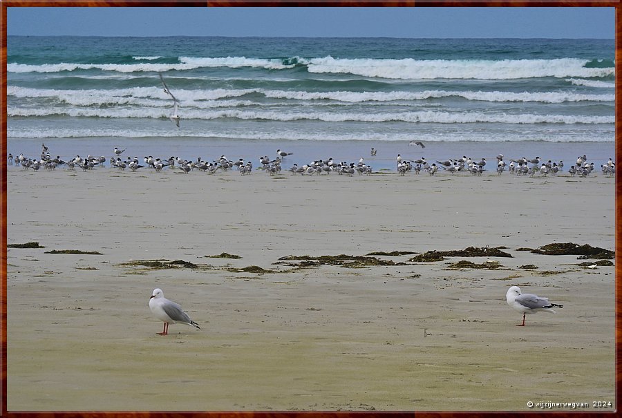 

Discovery Bay Maritime National Park
Bridgewater Bay
Witkopmeeuwen (silver gulls) poseren op het strand 
tegen het decor van Grote Kuifsterns  -  4/58